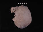 L_V19d5013 J3.8 Q824 dM pa skull left view